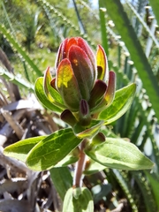 Castilleja arvensis pastorei