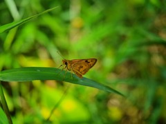 Taractrocera archias