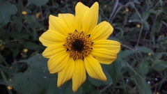 Tithonia
