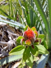 Castilleja arvensis pastorei