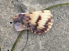 Argopecten ventricosus