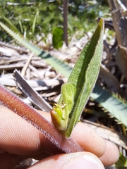 Castilleja arvensis pastorei