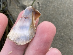 Argopecten ventricosus