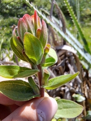 Castilleja arvensis pastorei