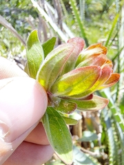 Castilleja arvensis pastorei