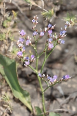 Limonium carolinianum