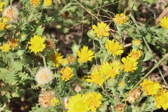 Rayjacksonia phyllocephala