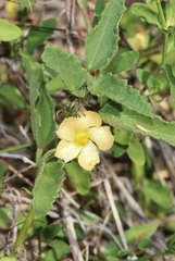 Rhynchosida physocalyx