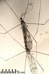 Dicranomyia