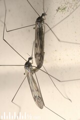 Dicranomyia