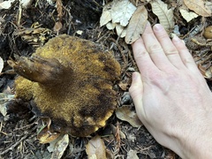 Suillus fuscotomentosus