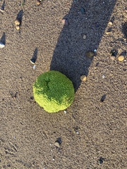 Maclura pomifera