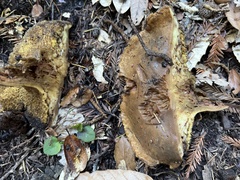 Suillus fuscotomentosus