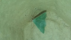 Phaiogramma etruscaria