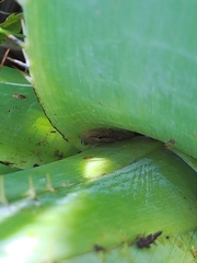 Scinax squalirostris