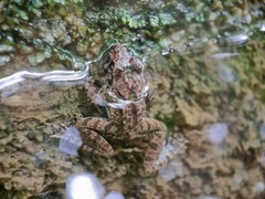 Limnonectes malesianus