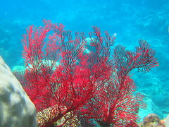 Melithaea