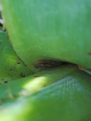 Scinax squalirostris