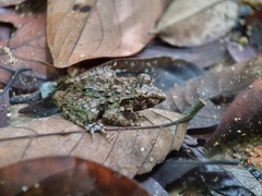 Limnonectes malesianus