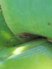 Scinax squalirostris