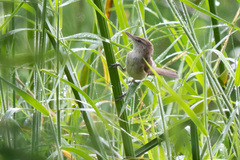 Acrocephalus orientalis