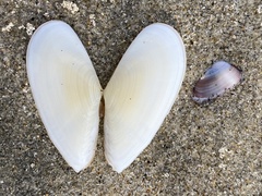 Megangulus bodegensis