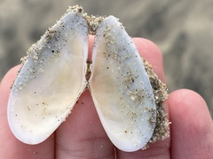 Megangulus bodegensis