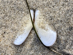 Megangulus bodegensis