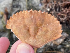 Metacarcinus anthonyi