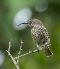 Chalcomitra senegalensis
