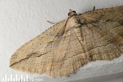 Austrocidaria gobiata