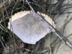 Metacarcinus anthonyi