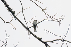 Prodotiscus regulus
