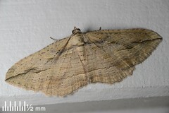 Austrocidaria gobiata