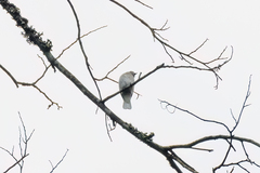 Prodotiscus regulus