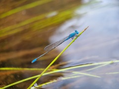 Pseudagrion