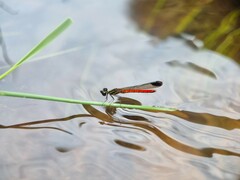 Libellago aurantiaca