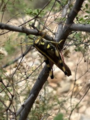 Schistocerca albolineata