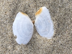 Rexithaerus secta