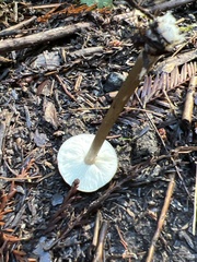 Melanoleuca melaleuca