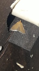 Evergestis aenealis