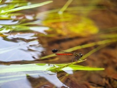 Libellago aurantiaca