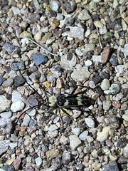 Megacyllene antennata