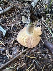 Lactarius xanthogalactus