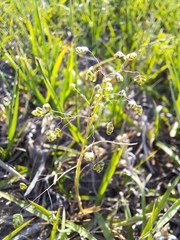 Briza minor