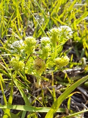 Acicarpha tribuloides
