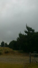 Carduelis carduelis britannica