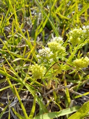 Acicarpha tribuloides