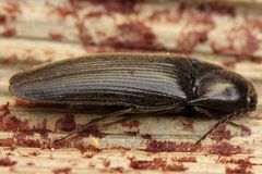 Ochosternus zealandicus