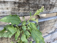 Chenopodiastrum murale